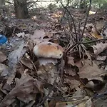 Osrodek Wypoczynkowy Sosenka *