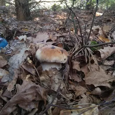 Osrodek Wypoczynkowy Sosenka *